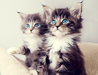 猪场招聘文案搞笑（猪倌招募启事：趣味横生，等你来猪光璀璨！）